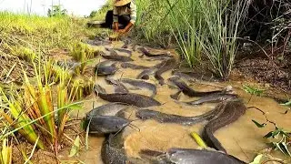 Amazing fishing  ! Catch a lot of fish in the rice fields near the canal.