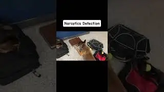 Narcotics Detection K9 Training around distractions #policek9 #dogtraining #k9 #workingdog #k9unit