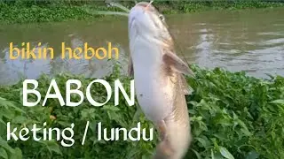 TER HEBOH LUUUR spot anyar mancing ikan keting / lundu babon babon