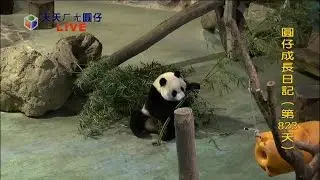 10/7/15 圓仔: 竹子君你怎麼長高了?