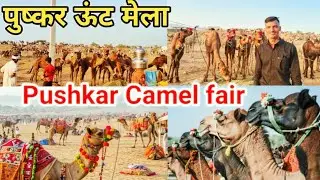 Pushkar Camel Fair 2024 : World&rsquo;s Largest Camel Festival Highlights