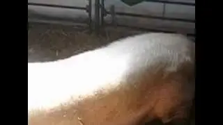 Nerast težak 500 kg