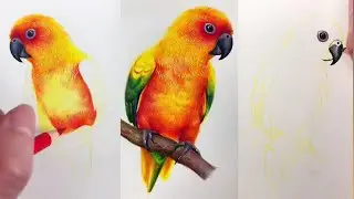 Colored Pencil ✏️ | Have You Ever Seen Such a Beautiful Parrot? 🦜✨