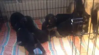 Щенки ВЕО