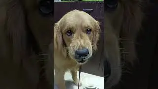 angry face 😂 #dog #dogs #goldenretriever #pets #pet