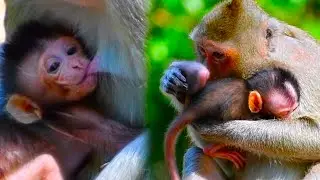 Adorable Nice Baby Monkey and mom trying to checking body
