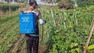 This Genius Tool Sprays Luffa Plants Like Never Before! - Agriculture Farming