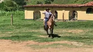 Tambaqui da Gironda
