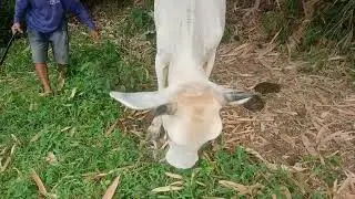 the cow bow heheh