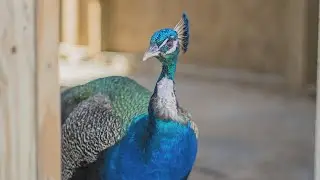 Peacocks in Houston: What to know about these feral birds