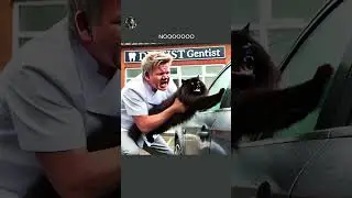 the cat want to go to Disneyland he got broken teeth
