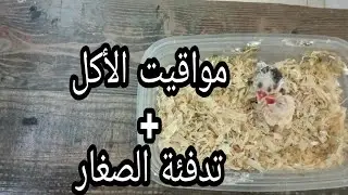 كيف تعتني بصغار الكناري بعد عزلهم عن الأبوين ( مواقيت الأكل و تدفئة الصغار حتى لا تموت )