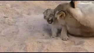 cute Animal, mother love,