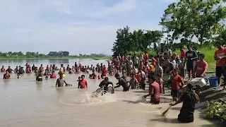 IKAN MABUK BANYAK BANGET! Warga Satu Kampung Ramai-Ramai Tangkap Ikan Pladu di Sungai Meluap!