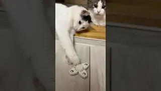 Три кота и спиннер.. Ляля решила помочь 😄🐾