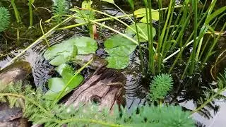Bullfrog Eating Grasshopper 2