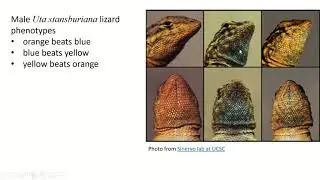 Evolution of Populations Pt 3: Adaptive Evolution