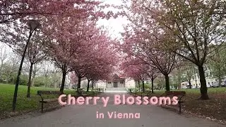 Cherry Blossoms in Vienna