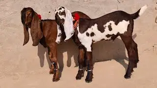 Top k Betal Breeder Bachy 03170720950 Altaf goat Farm 