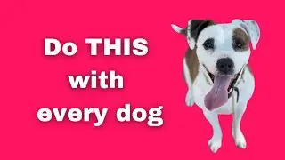 Door Manners with Daisy