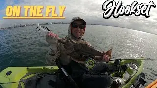 Fly fishing for spotted bass and halibut in San Diego bay