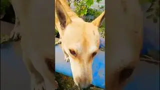 natural vegetables #dog #dogeshbhai #yellow #flowers #vegetables #nature #begreen #healthy #health