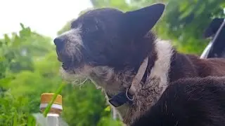 Ежедневная рутина кормления бездомных собак на пляже 84 | StreetDogsCH