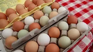 China exports 35,000 hatching eggs to Tanzania, boosting poultry industry - Africanews