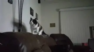 Zax hates moths...