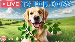 🔴24 Hours of Dog TV🎵🐶Calming Music for Dog Sleep🐾🩷Soothing Music to Relieve Dog Stress and Anxiety