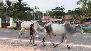Cambodia cow! Coworker