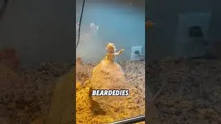 The bearded dragon is very friendly to humans#animals #funnyanimal #funny #cute #beardeddragon
