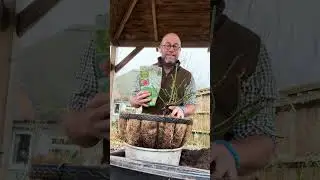 Уход за розами, выращенными в подвесных корзинах #gardenerben