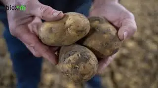 Biox-M; een natuurlijke kiemremmer voor consumptie- en zetmeelaardappelen