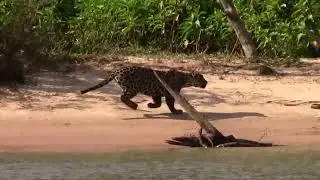 Jaguar Stealth Skills - Animals World