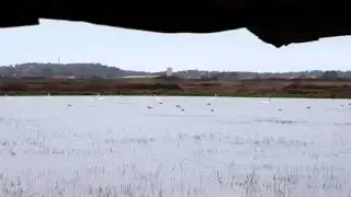 Chasse &agrave; la tonne