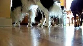 multiple dog household & food - avoid resource guarding