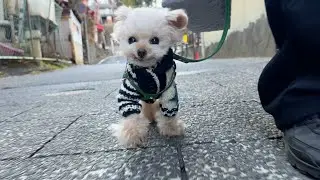 伊香保温泉をテケテケ散歩【トイプードル】