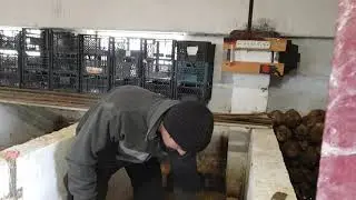Нутрії: процес розподілу хлопців та  дівчат