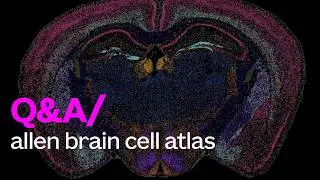 Programmatic Access  to Allen Brain Cell Atlas - Getting Started