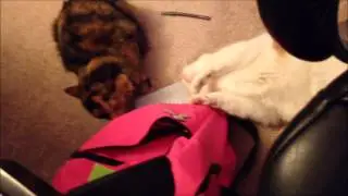 Cat's Sucker Punch