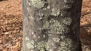 Lynn's Lichen Poem and Gulf Road in Brattleboro