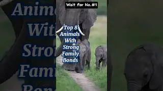 Top 8 Animals With Strong Family bonds #top #top10 #animals
