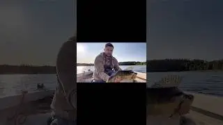 PIĘKNA RYBA - sandacz PB #wędkarstwo #shorts