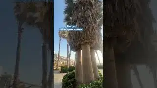 #monkey #people #reels #tiktok #funny #life #travel #china #cherry #whatsappstatus #telaviv #israel