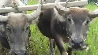 MEMBAJAK SAWAH  DENGAN KERBO | SUASANA PEDESAAN ASRI