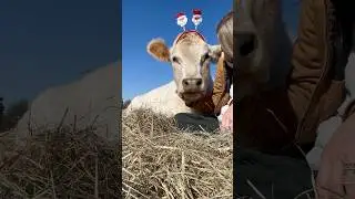 The bond between humans cows ❤️ #cow #animals #animallovers #love #fyp #foryou