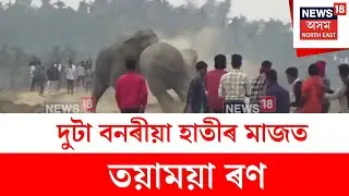 Hojai Elephant Fight : হোজাইত পুৱাই দুটা বনৰীয়া হাতীৰ মাজত লাগিল যুঁজ | N18V