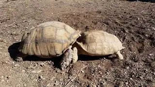 Reptile Care - African Spurred Tortoise