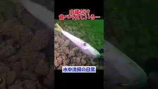 失敗リリースのワカシ&hellip;#fishing #shorts